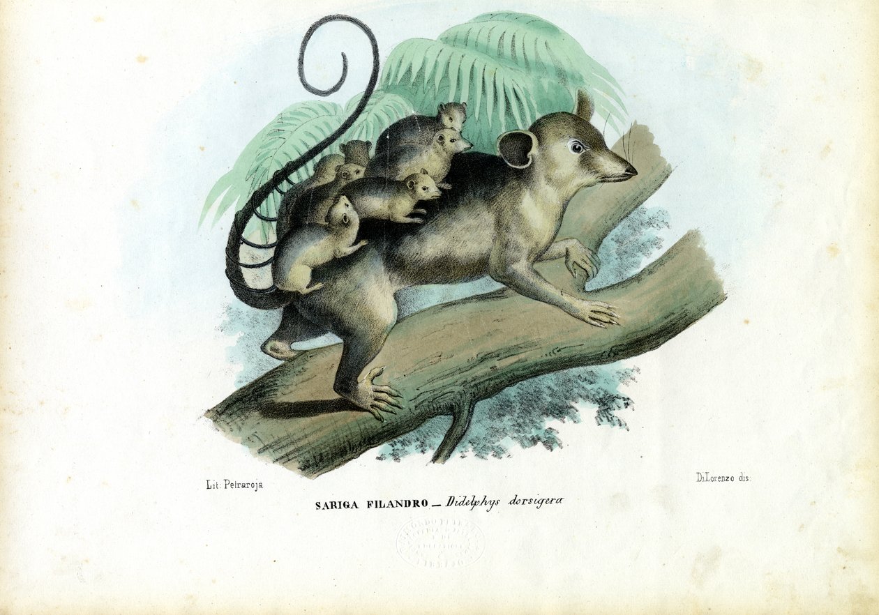 Opossum，1863-79 作者 雷蒙多·彼得罗亚