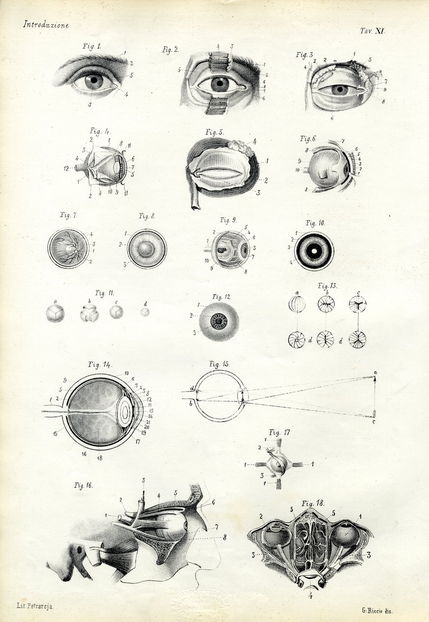 观察器官，1863-79 作者 雷蒙多·彼得罗亚