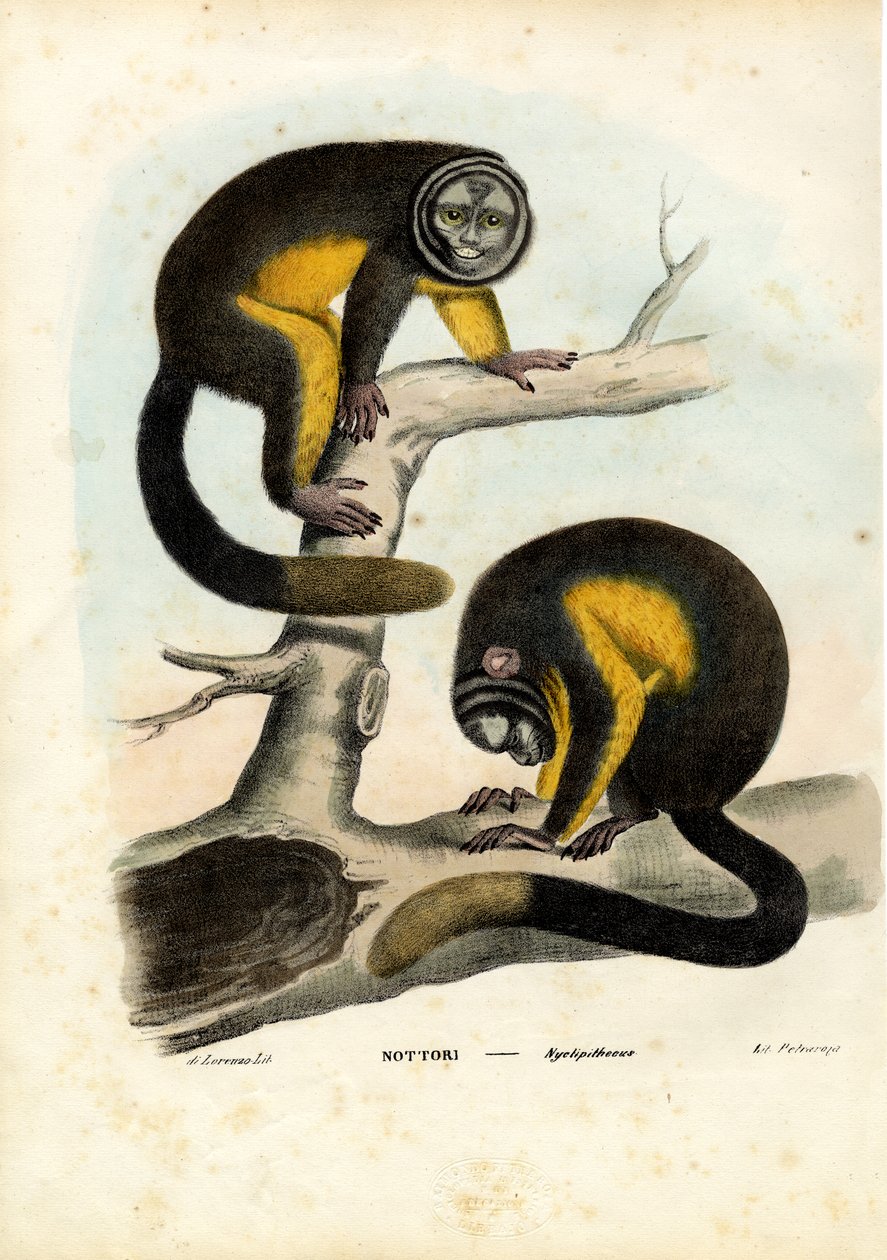 猫头鹰猴，1863-79 作者 雷蒙多·彼得罗亚