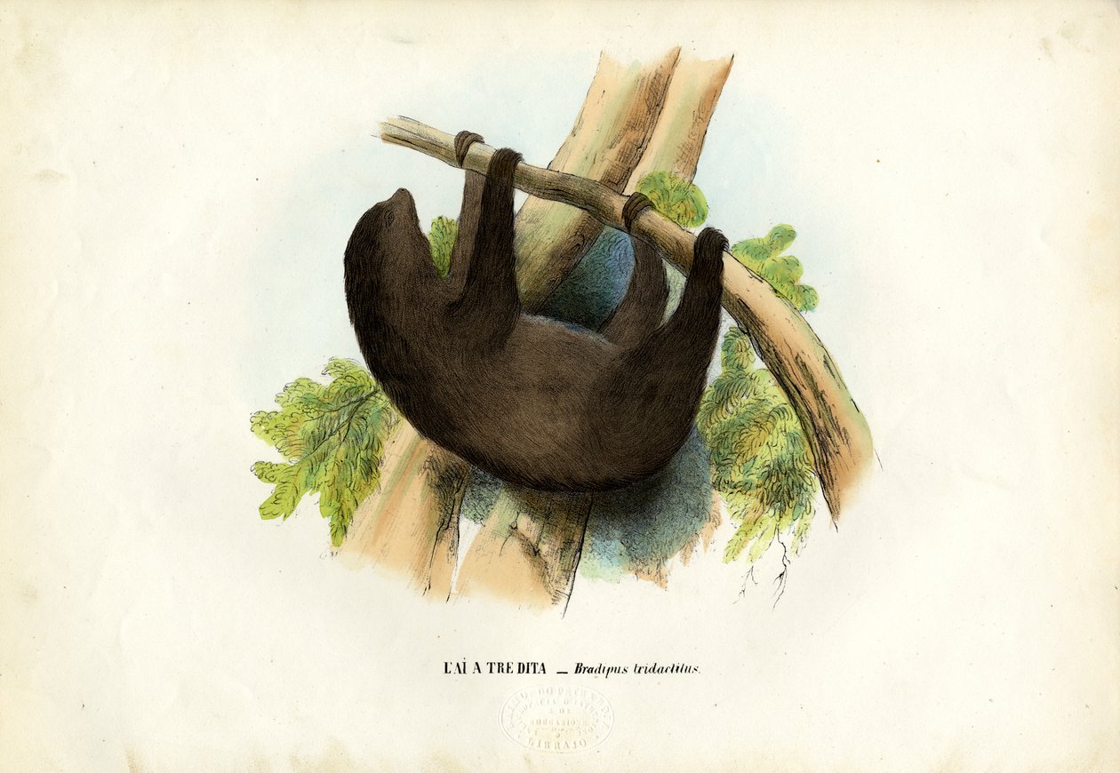 Pale-Throated Sloth，1863-79 作者 雷蒙多·彼得罗亚