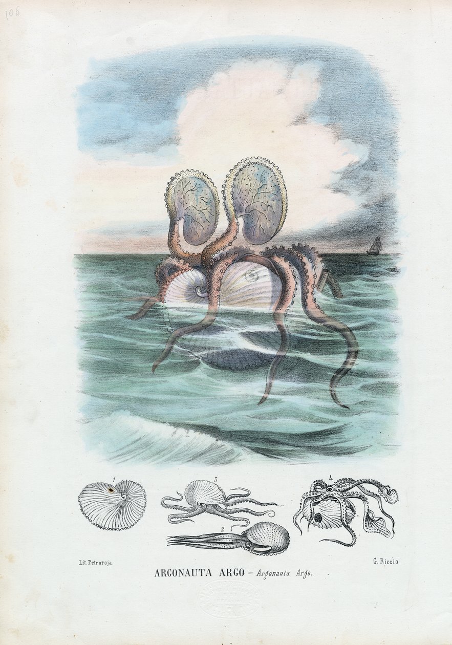 Paper Nautilus，1863-79 作者 雷蒙多·彼得罗亚