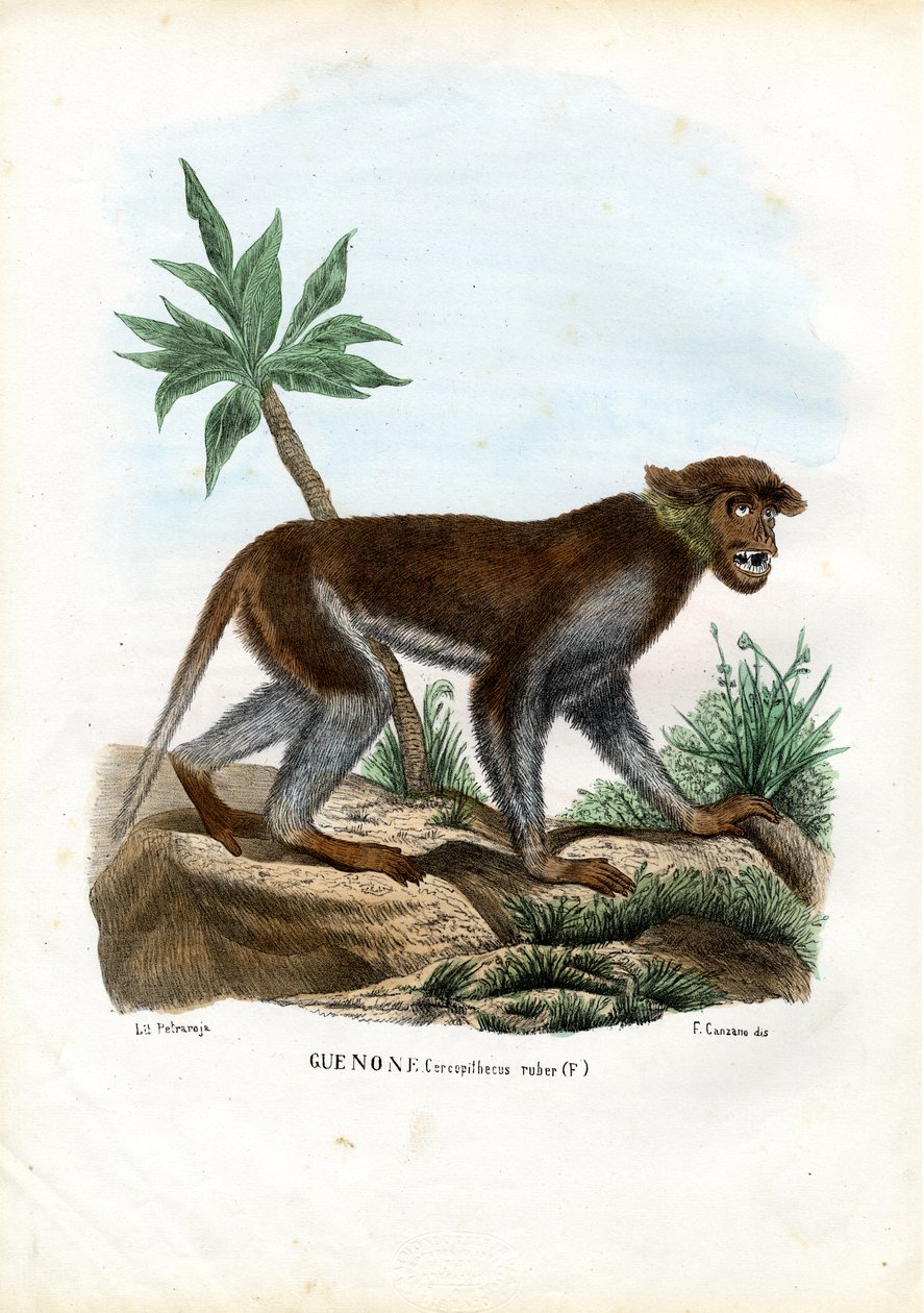 Patas Monkey，1863-79 作者 雷蒙多·彼得罗亚