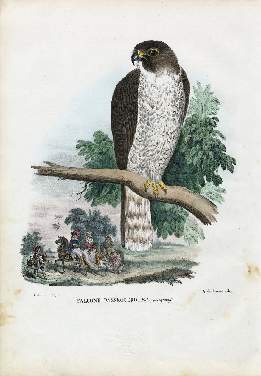 Peregrine Falcon，1863-79 作者 雷蒙多·彼得罗亚