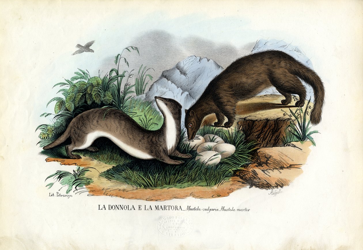 Pine Marten，1863-79 作者 雷蒙多·彼得罗亚