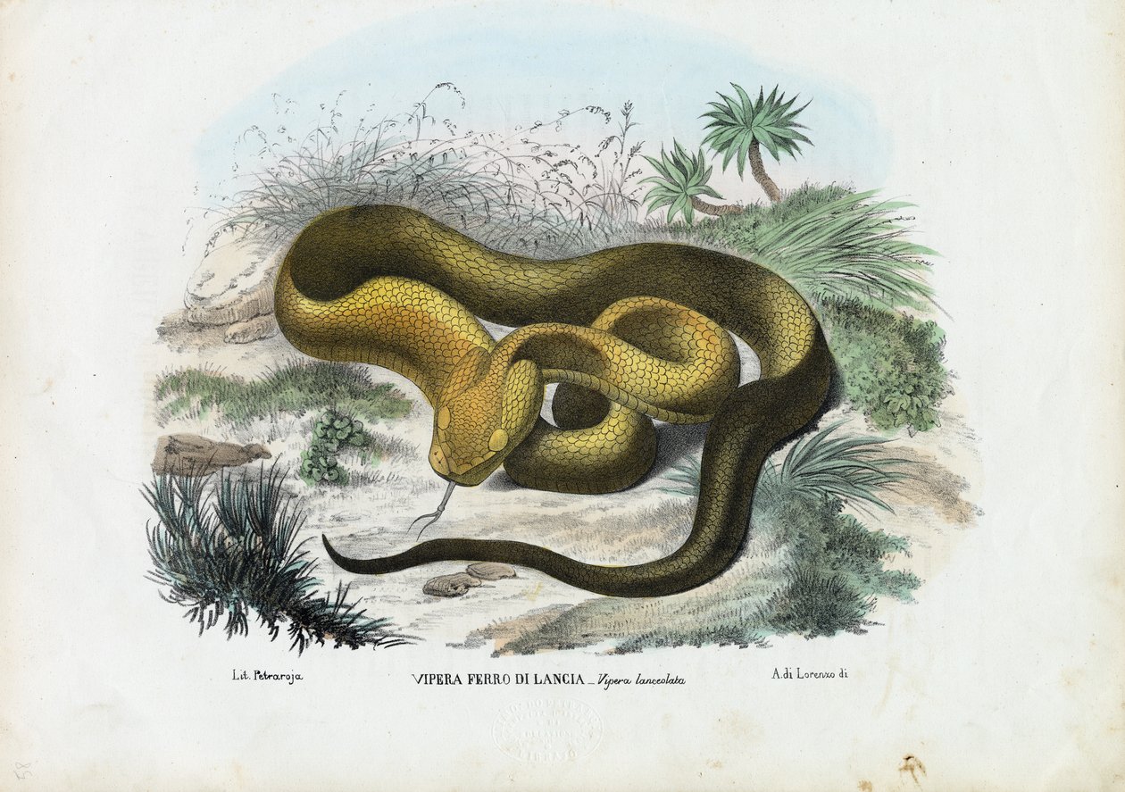Pit Viper，1863-79 作者 雷蒙多·彼得罗亚