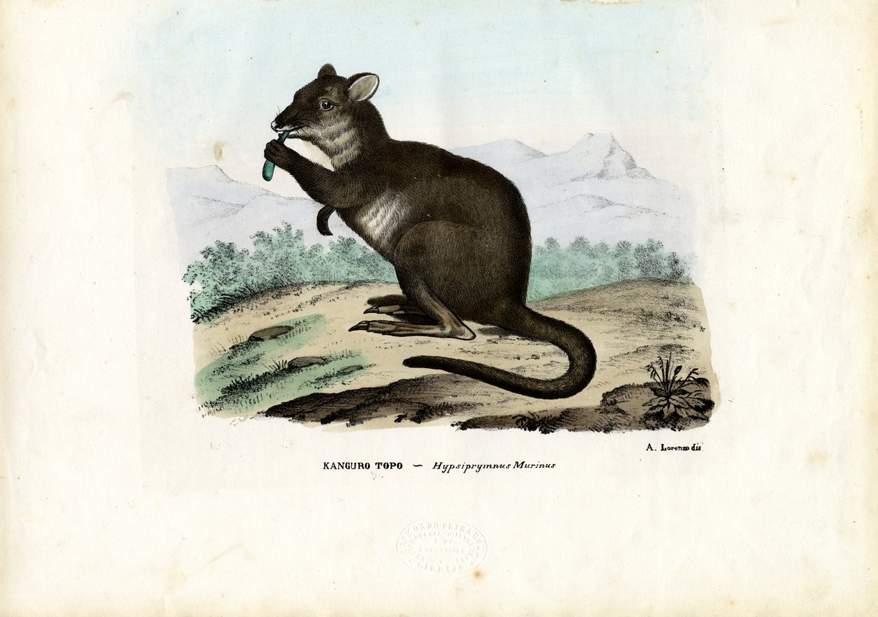 Potoroo，1863-79 作者 雷蒙多·彼得罗亚