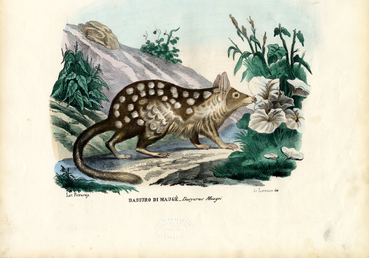 Quoll，1863-79 作者 雷蒙多·彼得罗亚