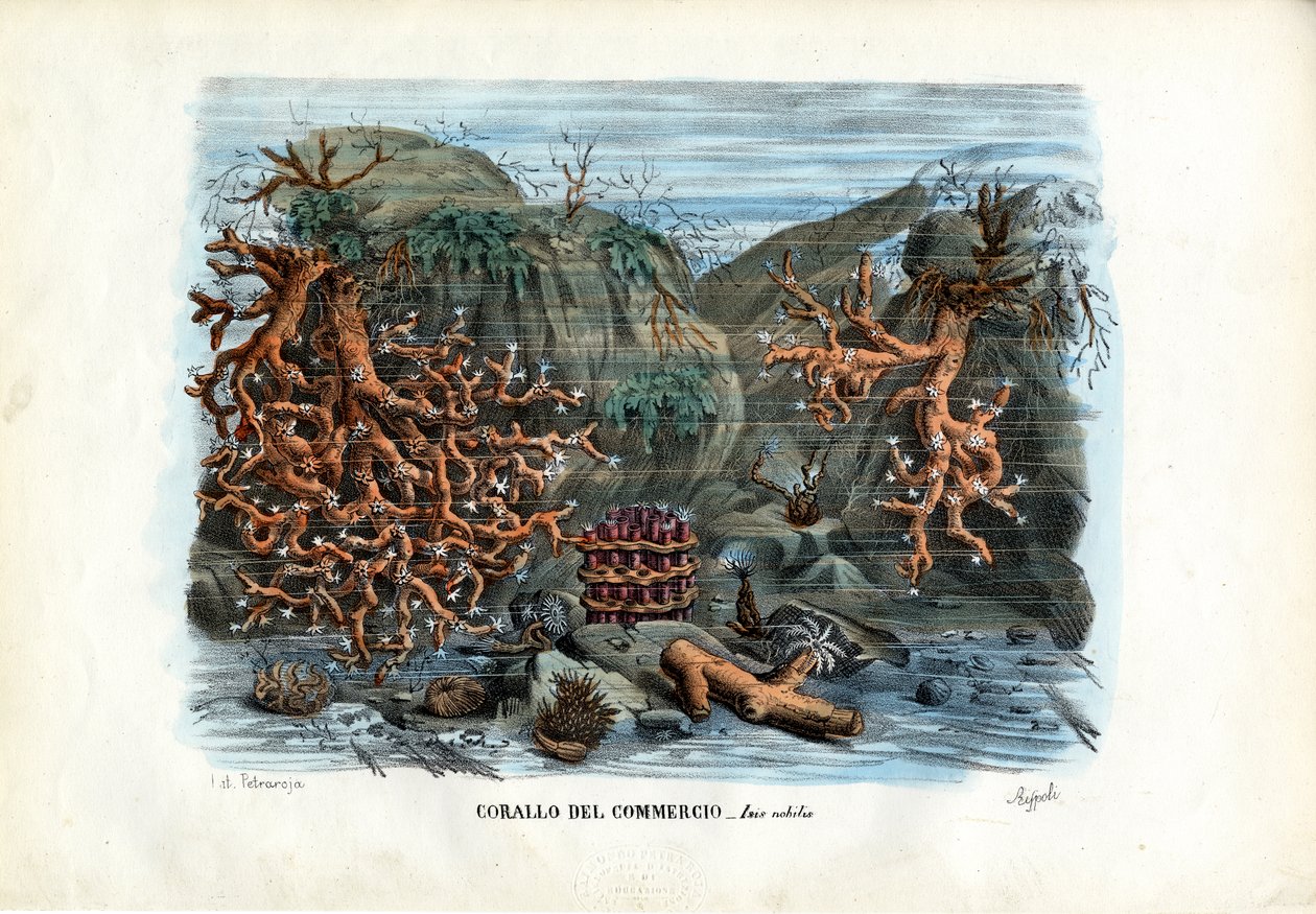 红色伊希斯珊瑚，1863-79 作者 雷蒙多·彼得罗亚