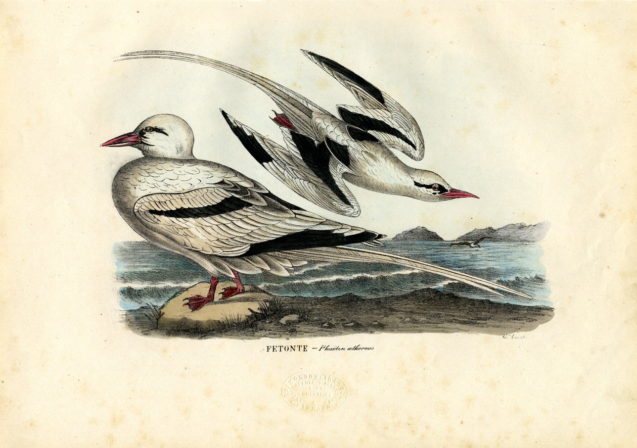 Red-Billed Tropicbird，1863-79 作者 雷蒙多·彼得罗亚