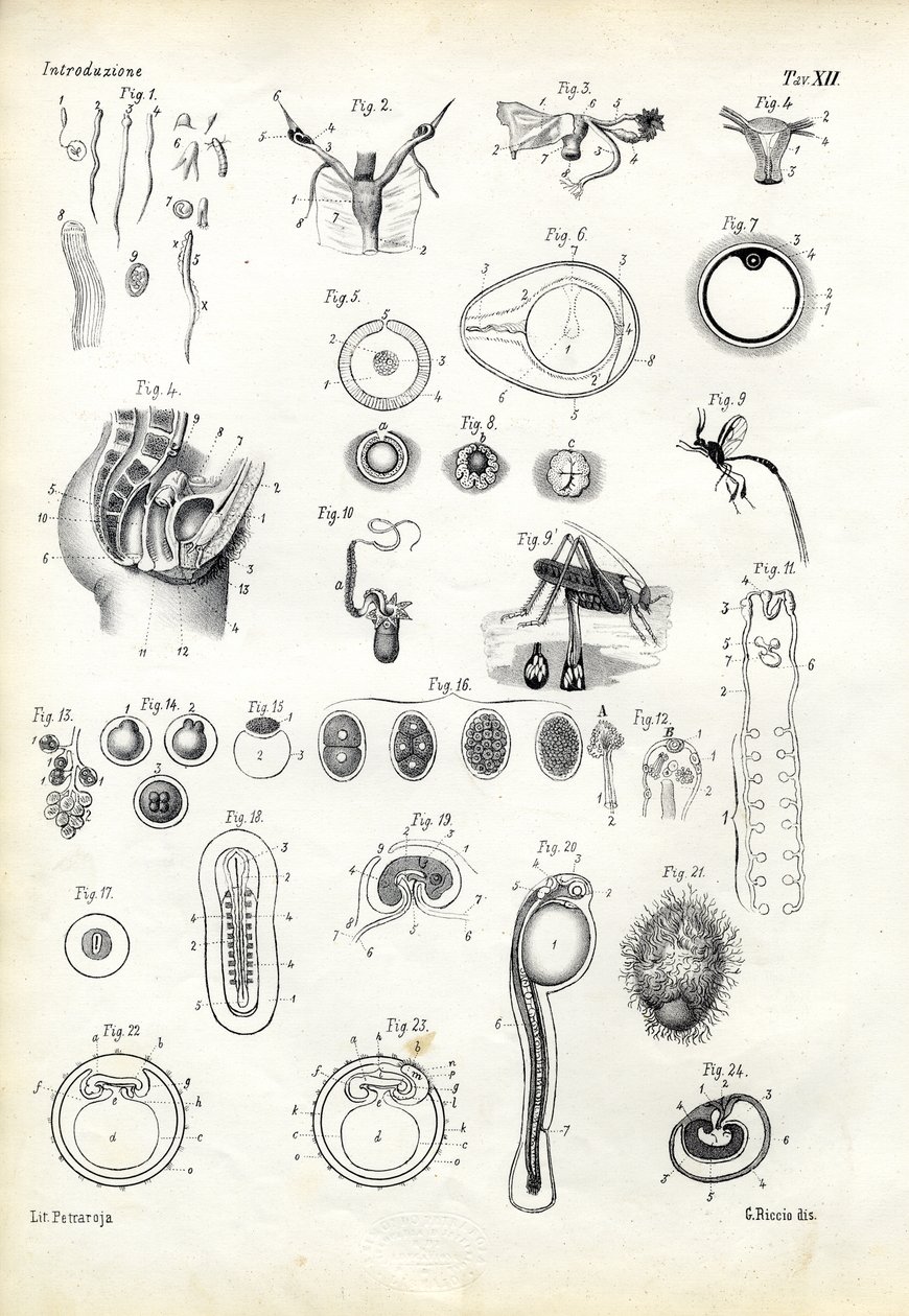 生殖器官，1863-79 作者 雷蒙多·彼得罗亚