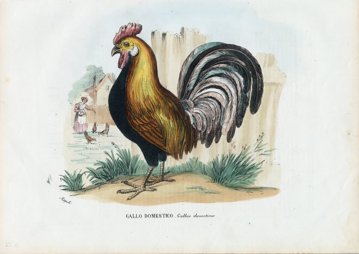 公鸡，1863-79 作者 雷蒙多·彼得罗亚