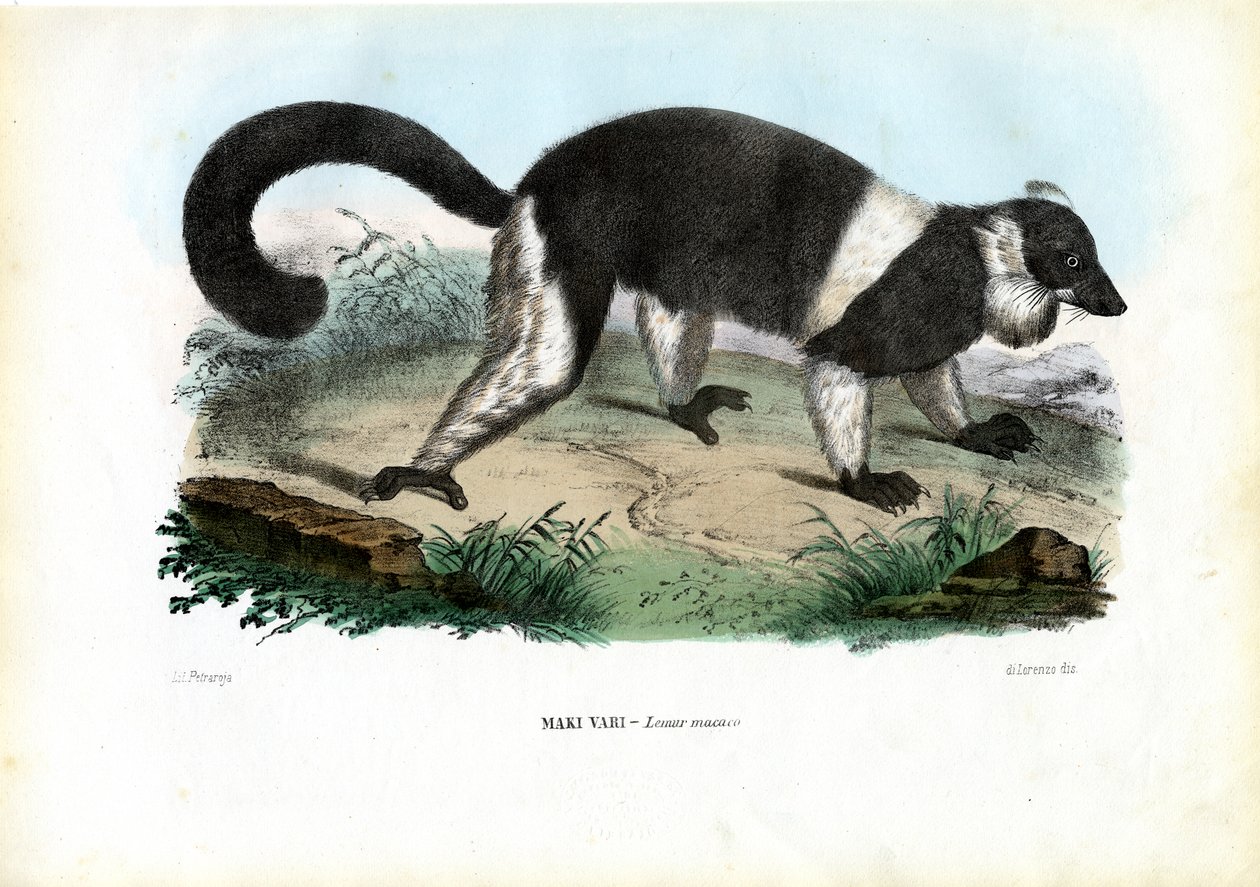 Ruffed Lemur，1863-79 作者 雷蒙多·彼得罗亚