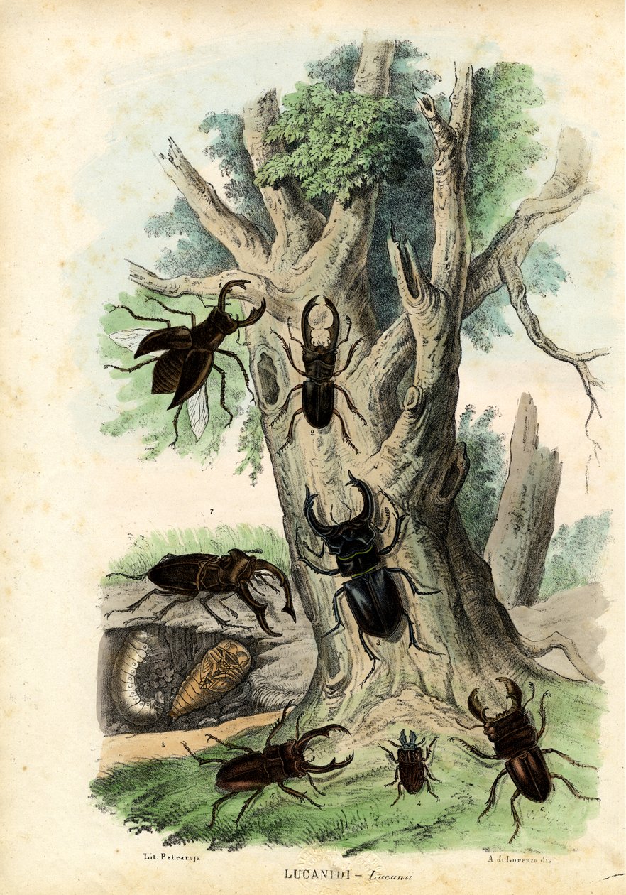 Scarab Beetles，1863-79 作者 雷蒙多·彼得罗亚