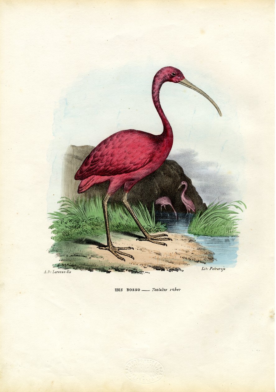 Scarlet Ibis，1863-79 作者 雷蒙多·彼得罗亚