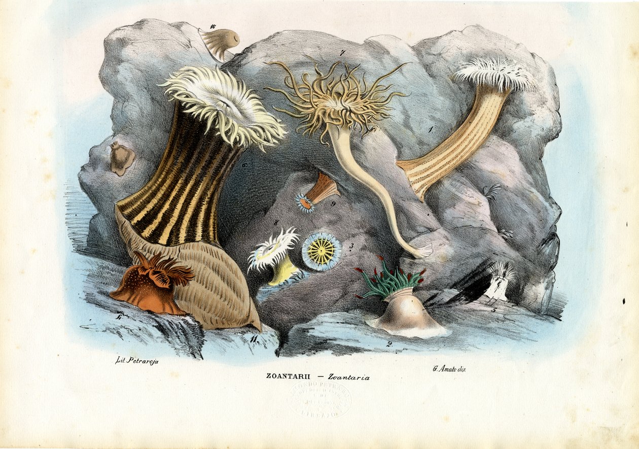 海葵，1863-79 作者 雷蒙多·彼得罗亚