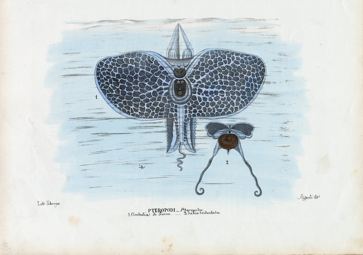 海蝴蝶，1863-79 作者 雷蒙多·彼得罗亚