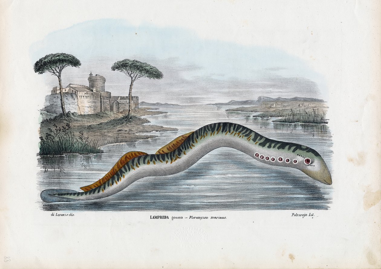 Sea Lamprey，1863-79 作者 雷蒙多·彼得罗亚