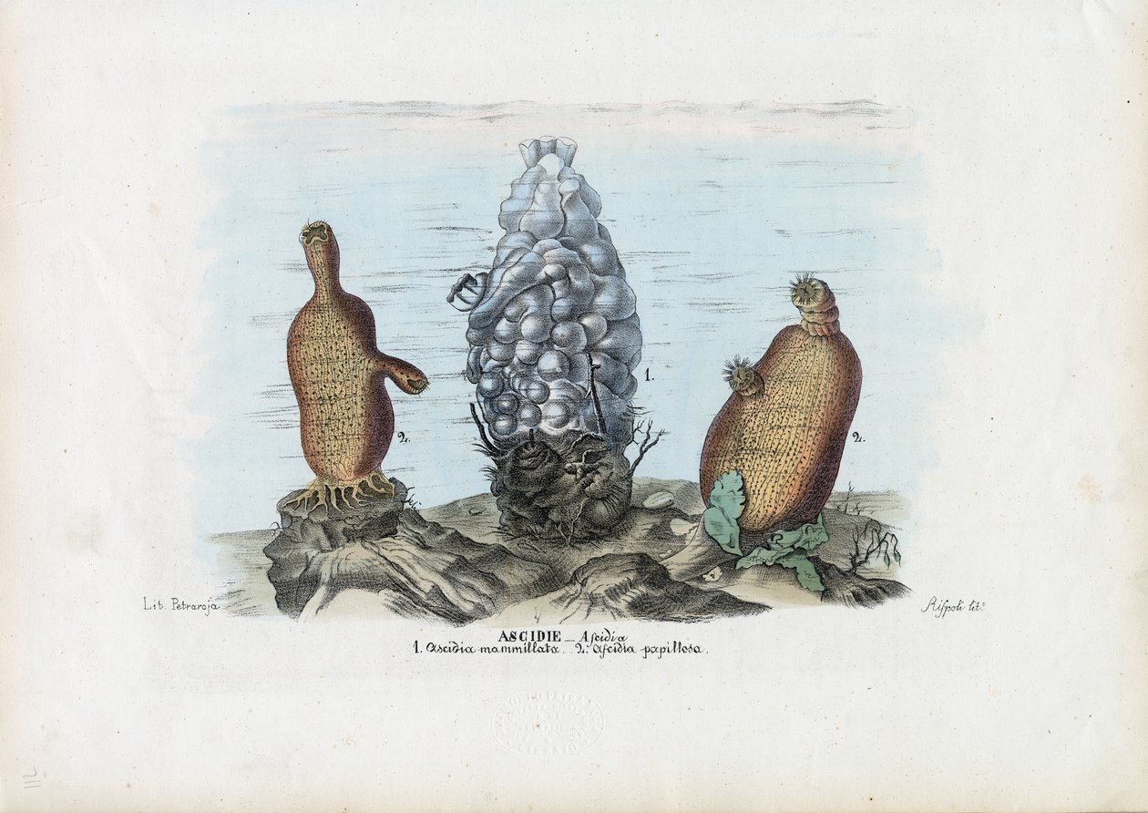 Sea Squirts，1863-79 作者 雷蒙多·彼得罗亚