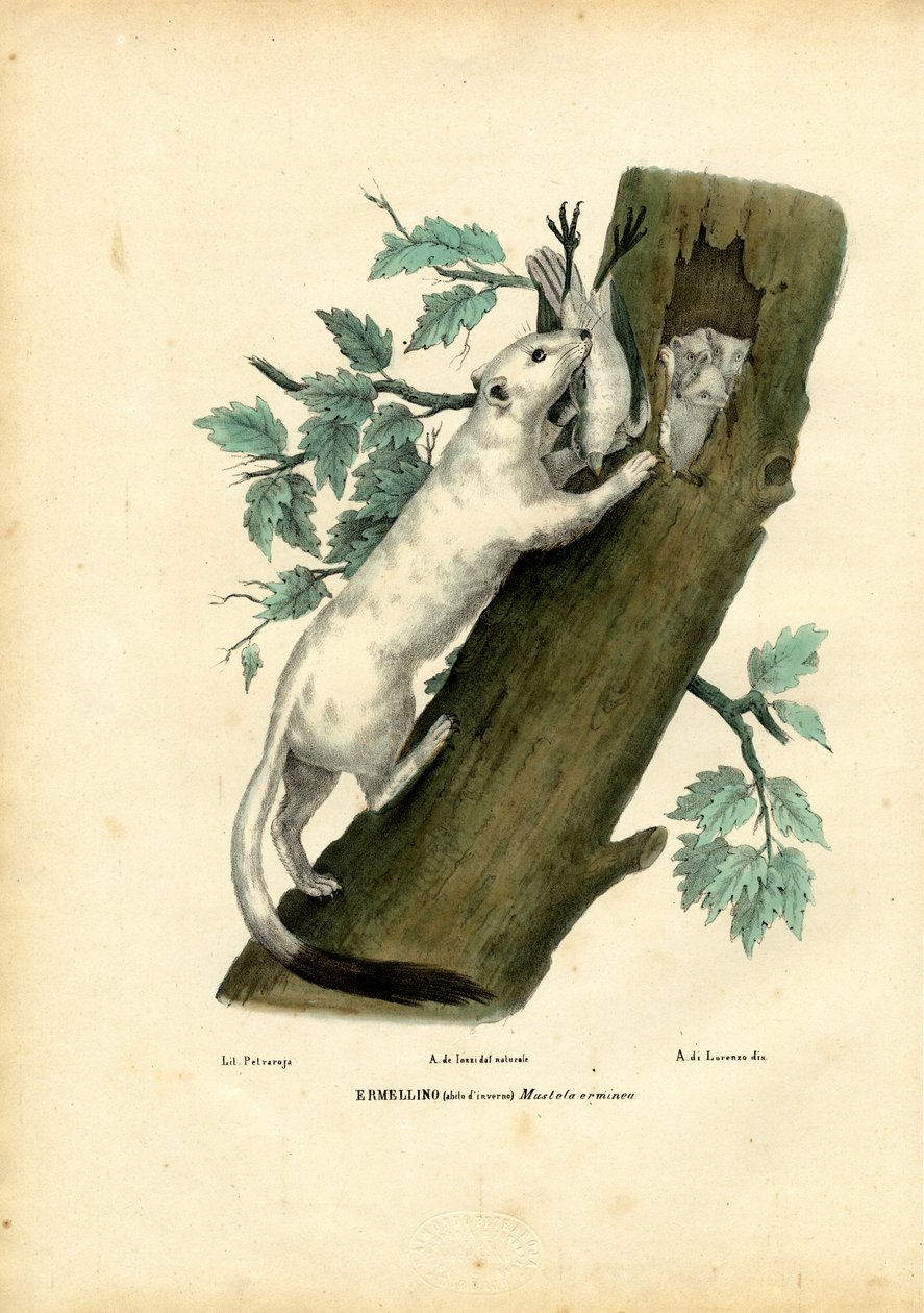 短尾黄鼠狼，1863-79 作者 雷蒙多·彼得罗亚