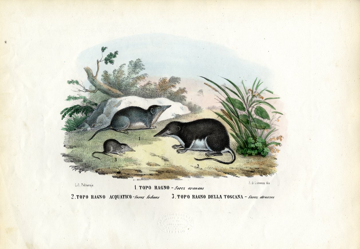 泼妇，1863-79 作者 雷蒙多·彼得罗亚