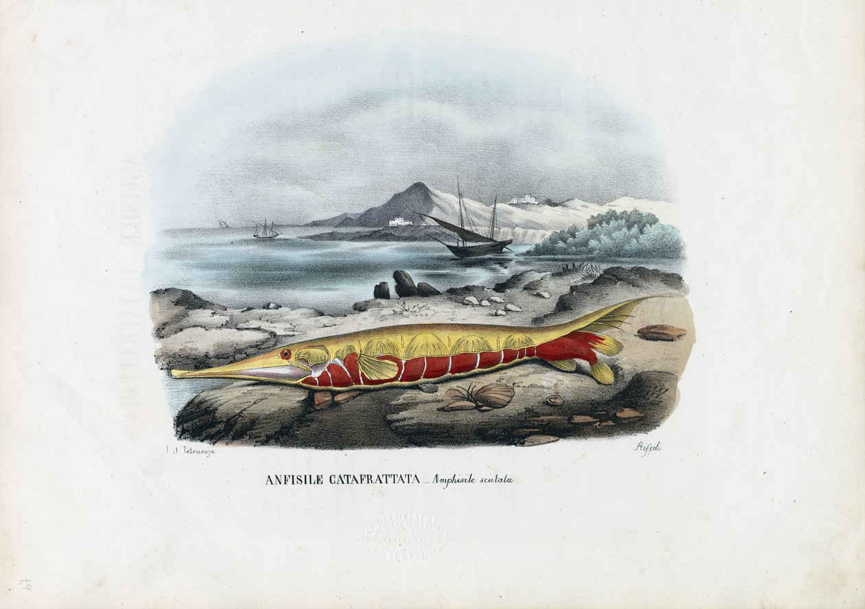 虾鱼，1863-79 作者 雷蒙多·彼得罗亚