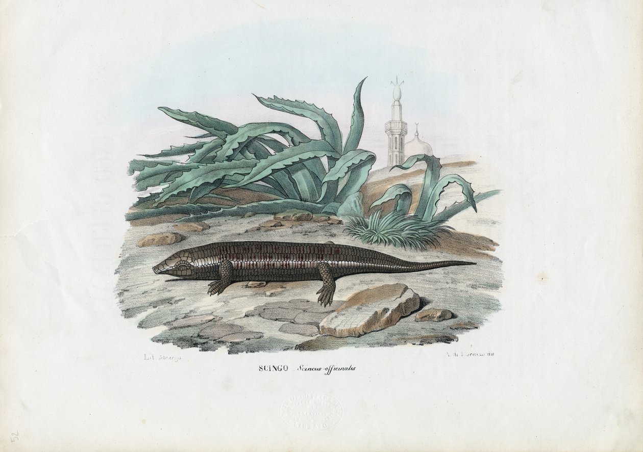 Skink，1863-79 作者 雷蒙多·彼得罗亚