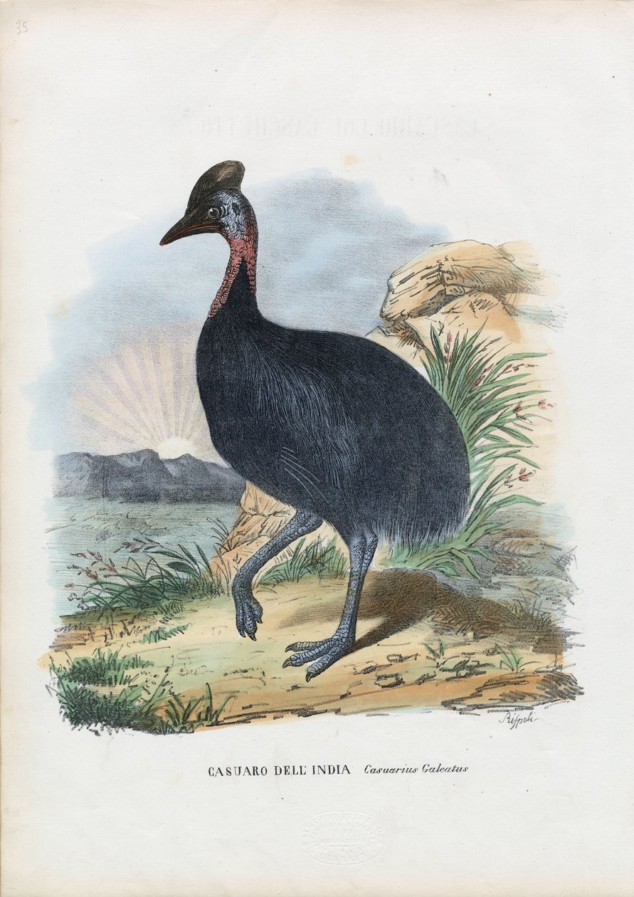 南部的食火鸡，1863-79 作者 雷蒙多·彼得罗亚