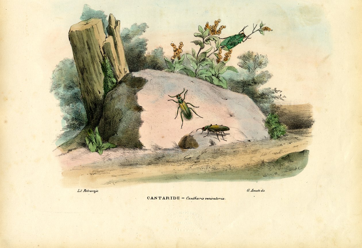 西班牙飞，1863-79 作者 雷蒙多·彼得罗亚