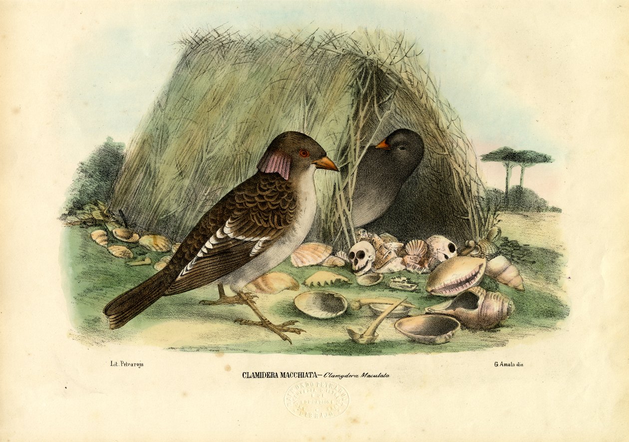 斑点Bowerbird，1863-79 作者 雷蒙多·彼得罗亚