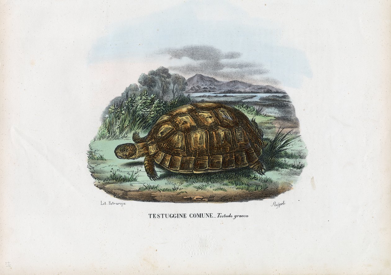 Spur-Thighed Tortoise，1863-79 作者 雷蒙多·彼得罗亚