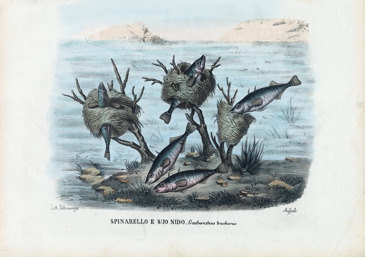 Stickleback，1863-79 作者 雷蒙多·彼得罗亚