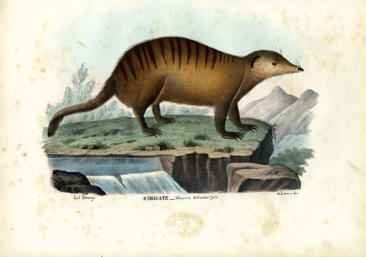 Suricate，1863-79 作者 雷蒙多·彼得罗亚