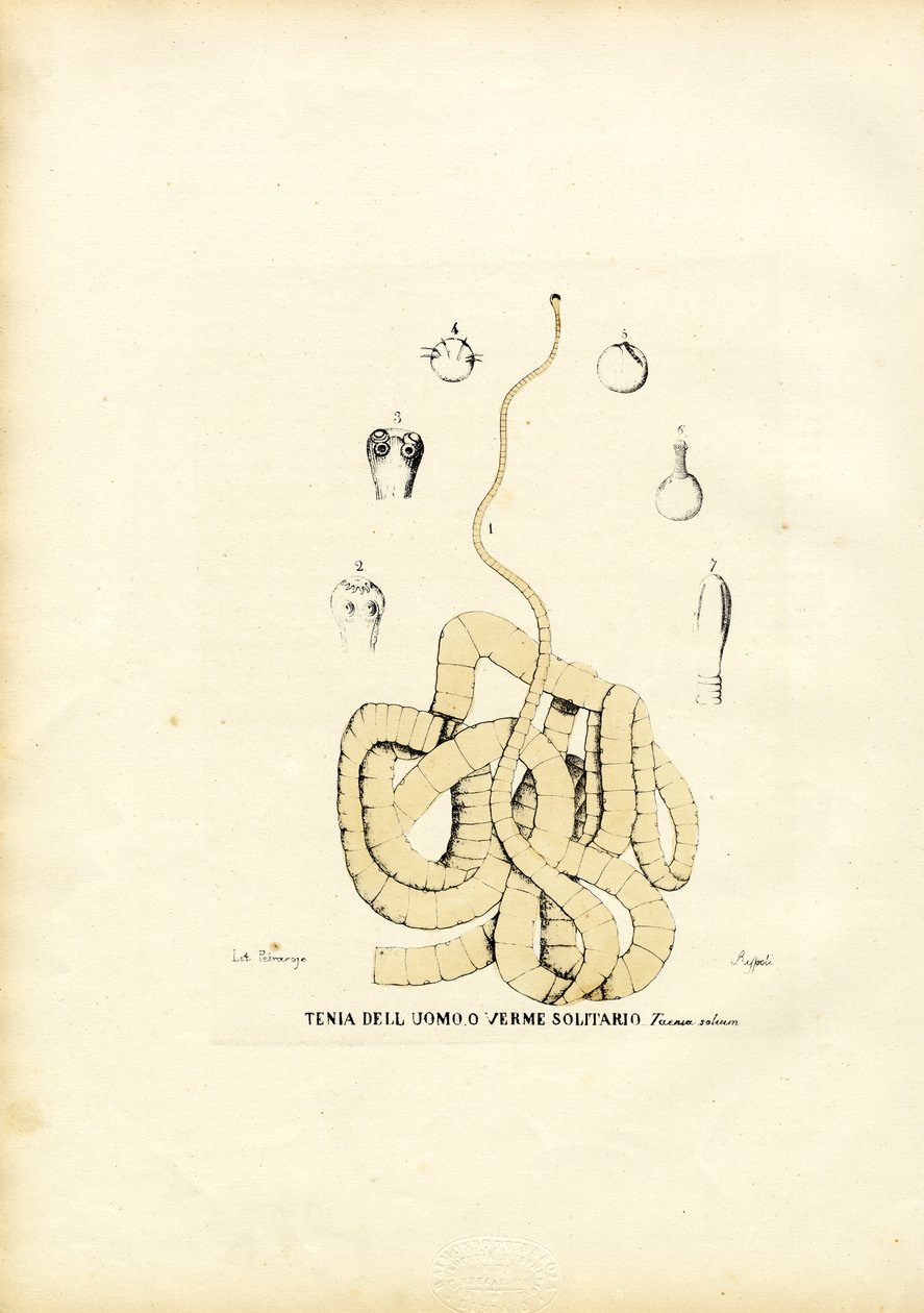 磁带蠕虫，1863-79 作者 雷蒙多·彼得罗亚