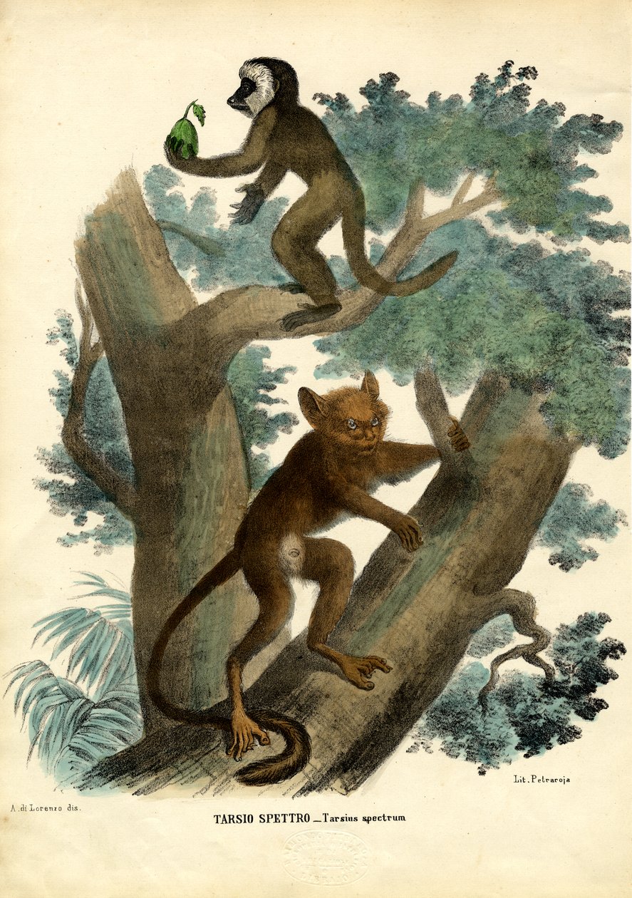 眼镜猴，1863-79 作者 雷蒙多·彼得罗亚