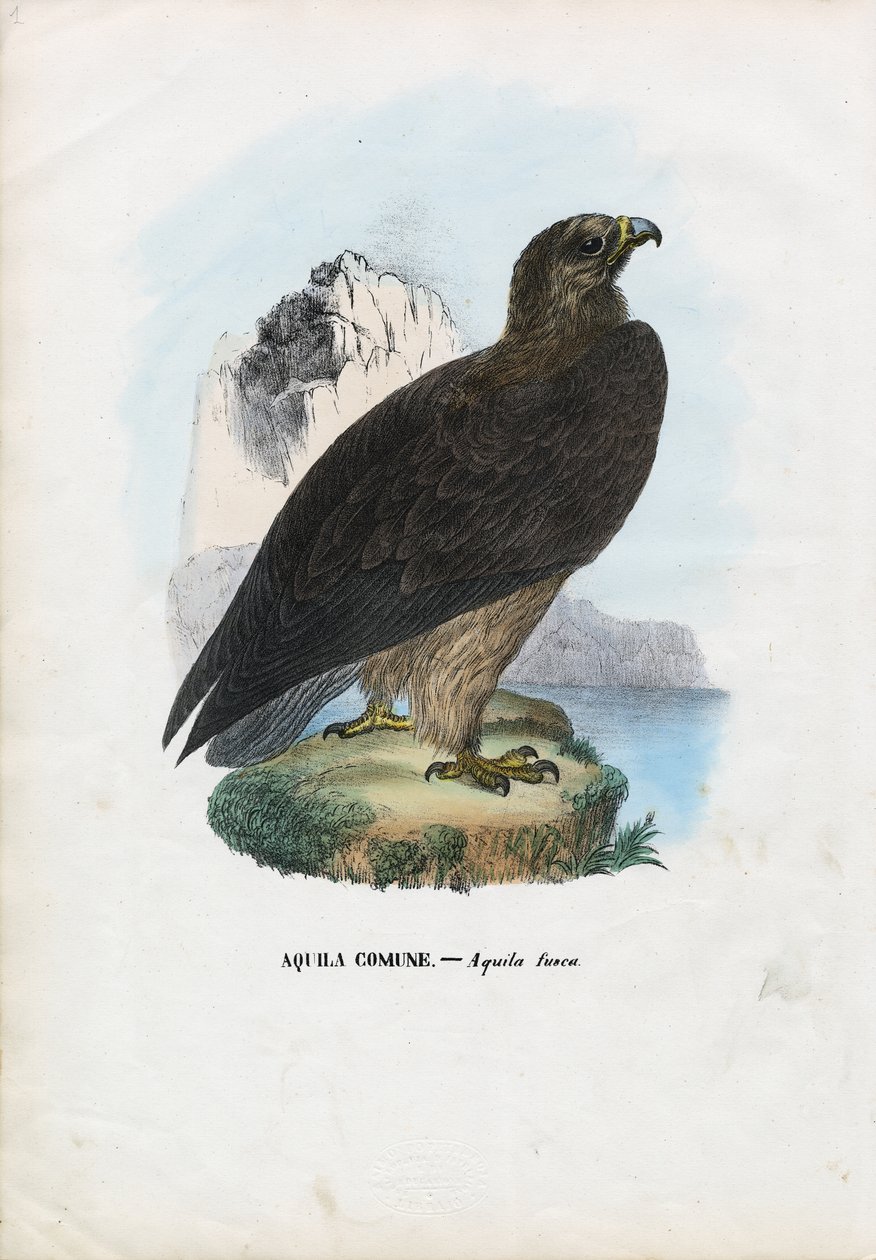 Tawny Eagle，1863-79 作者 雷蒙多·彼得罗亚