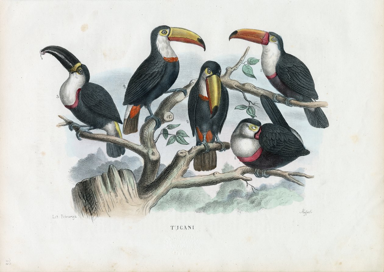 Tucans，1863-79 作者 雷蒙多·彼得罗亚