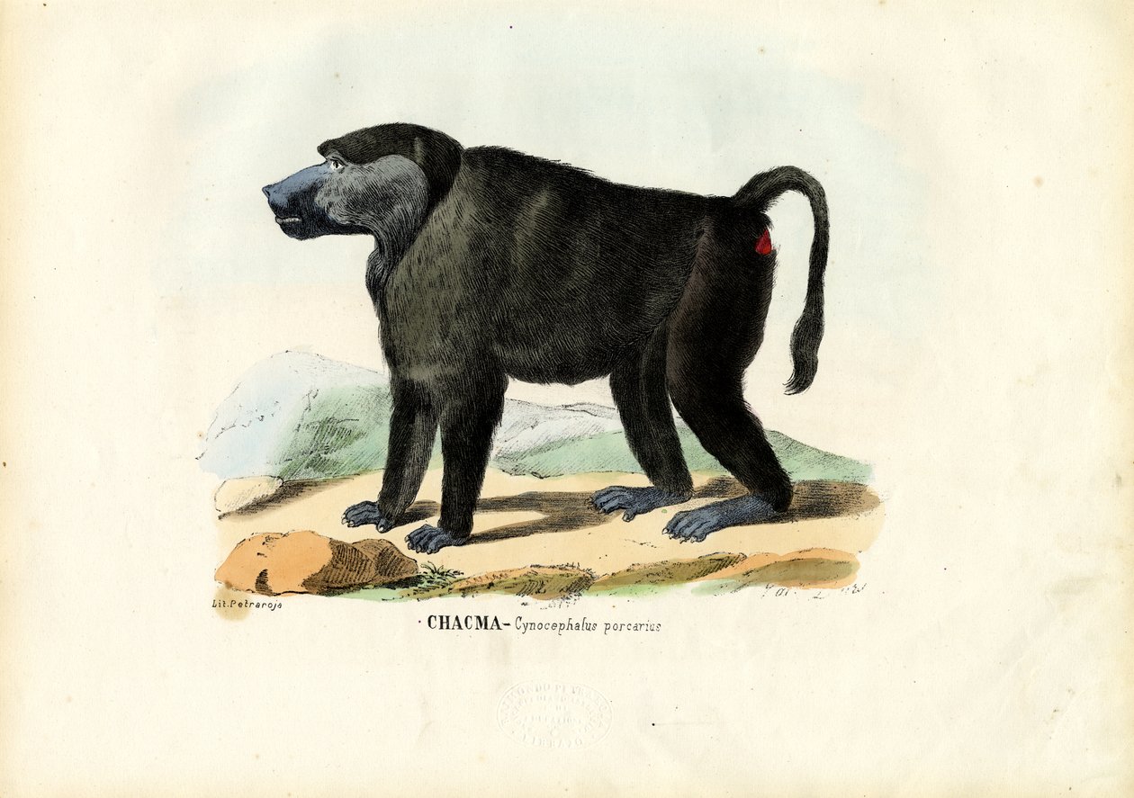 Ursine Baboon，1863-79 作者 雷蒙多·彼得罗亚
