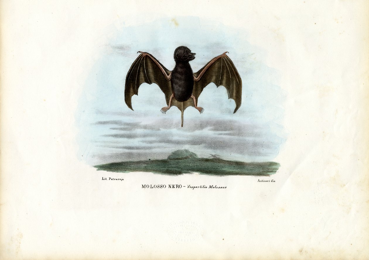 Velvety Free-Tailed Bat，1863-79 作者 雷蒙多·彼得罗亚