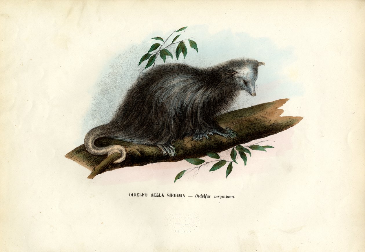 Virginia Opossum，1863-79 作者 雷蒙多·彼得罗亚