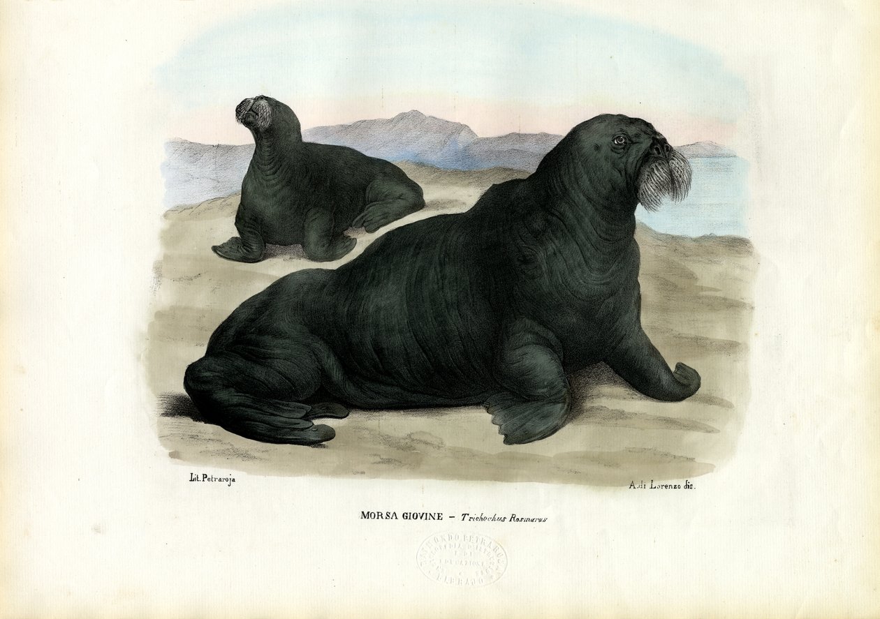 海象，1863-79 作者 雷蒙多·彼得罗亚