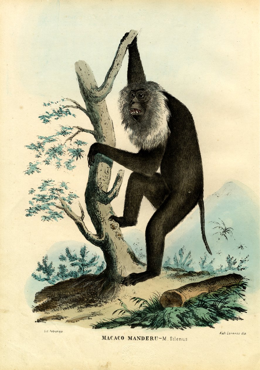 Wanderoo，1863-79 作者 雷蒙多·彼得罗亚