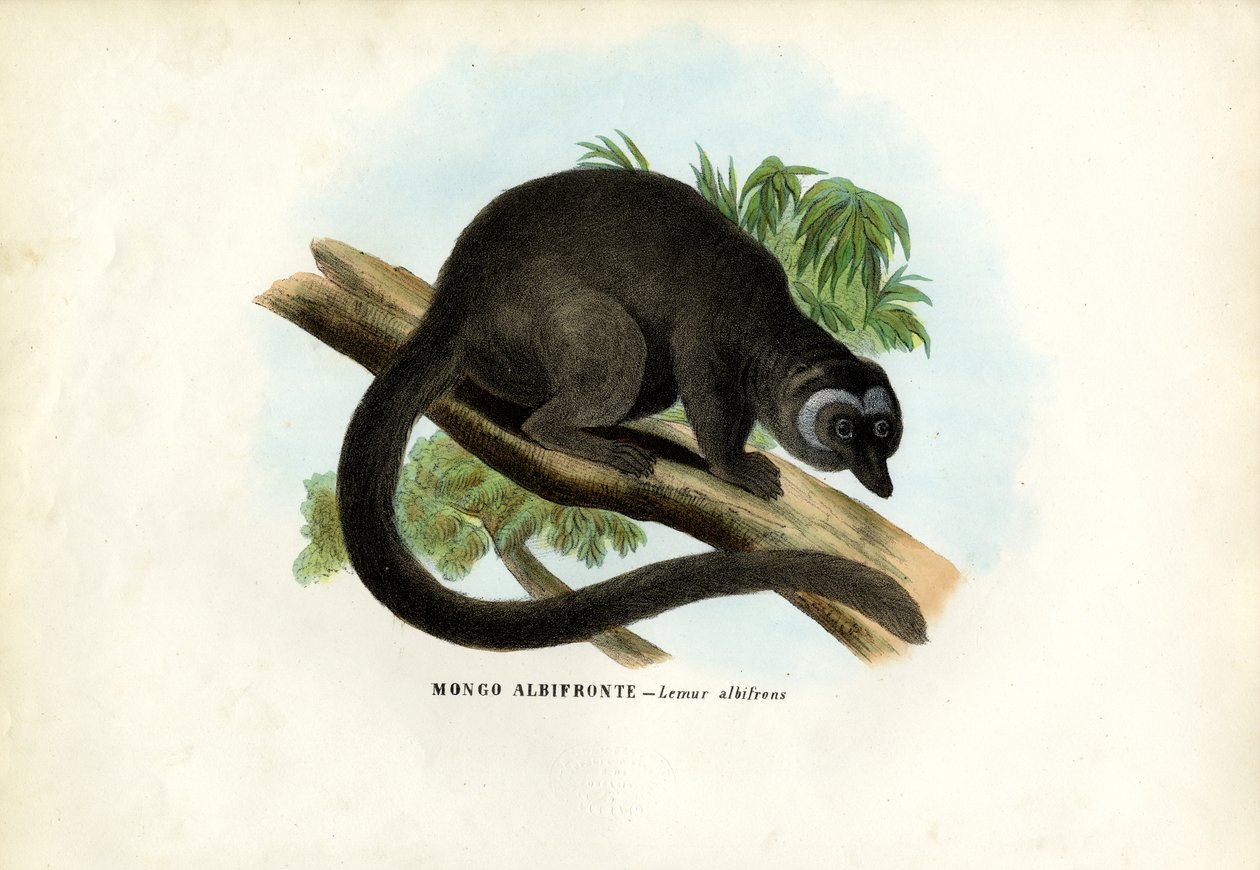 白头棕色狐猴，1863-79 作者 雷蒙多·彼得罗亚
