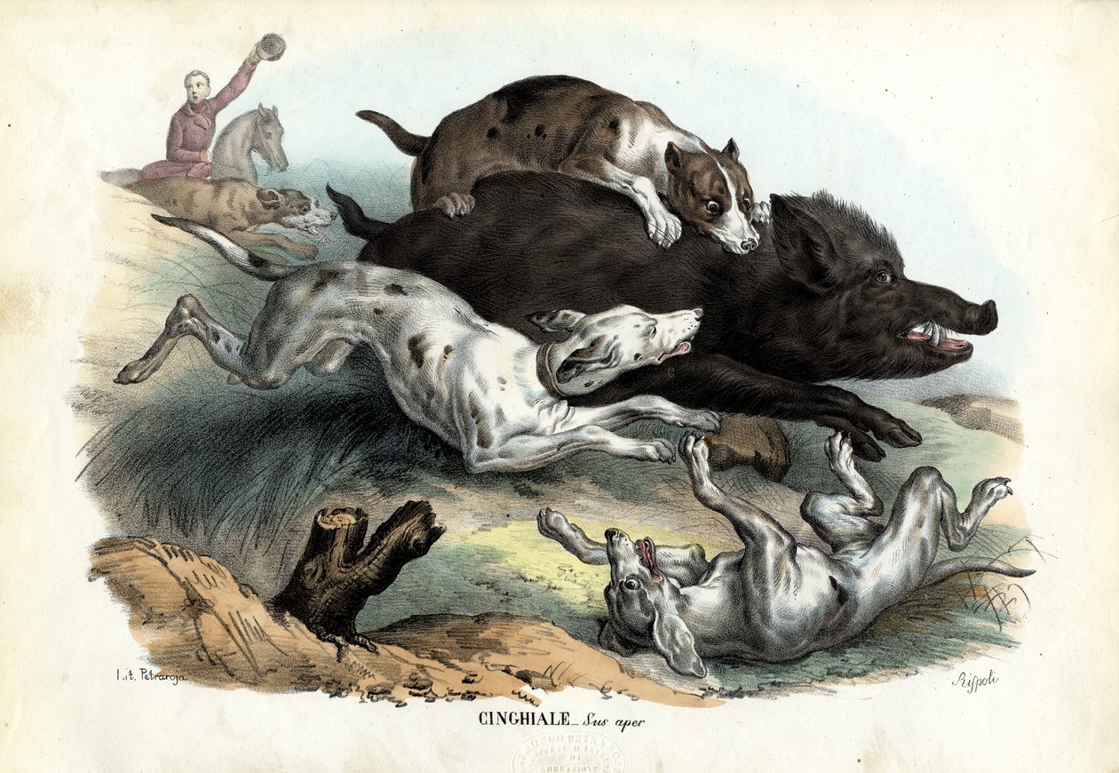 野猪，1863-79 作者 雷蒙多·彼得罗亚