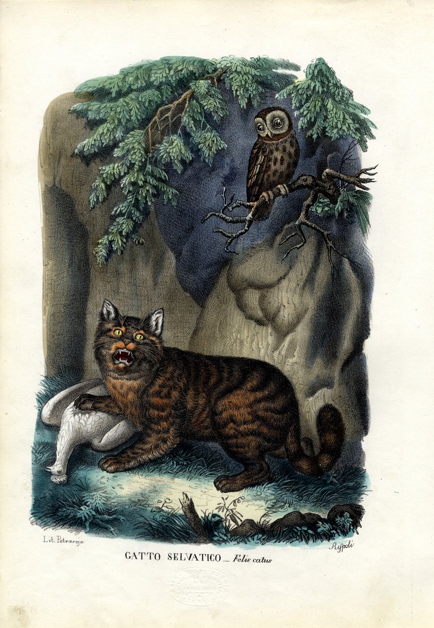 野猫，1863-79 作者 雷蒙多·彼得罗亚