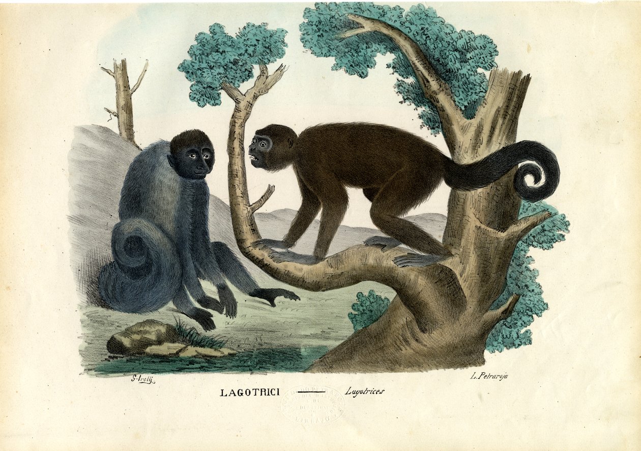 Woolly Monkey，1863-79 作者 雷蒙多·彼得罗亚