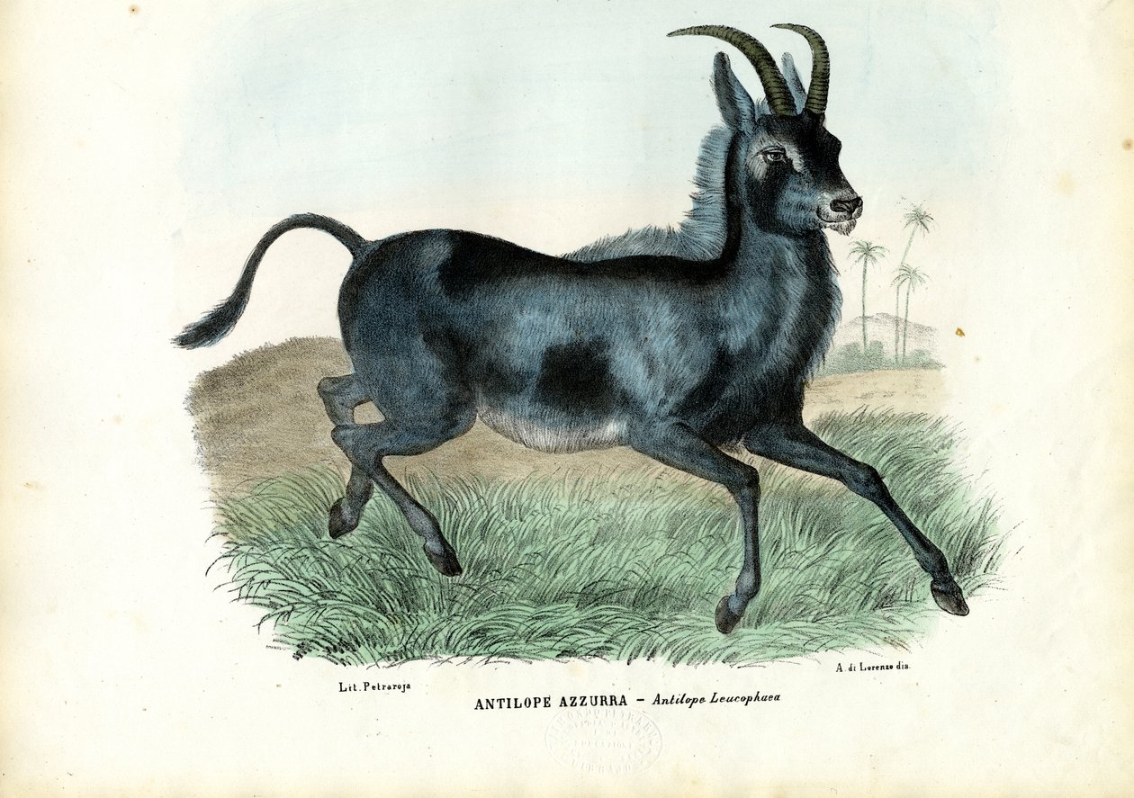 Bluebuck，1863-79 作者 雷蒙多·彼得罗亚