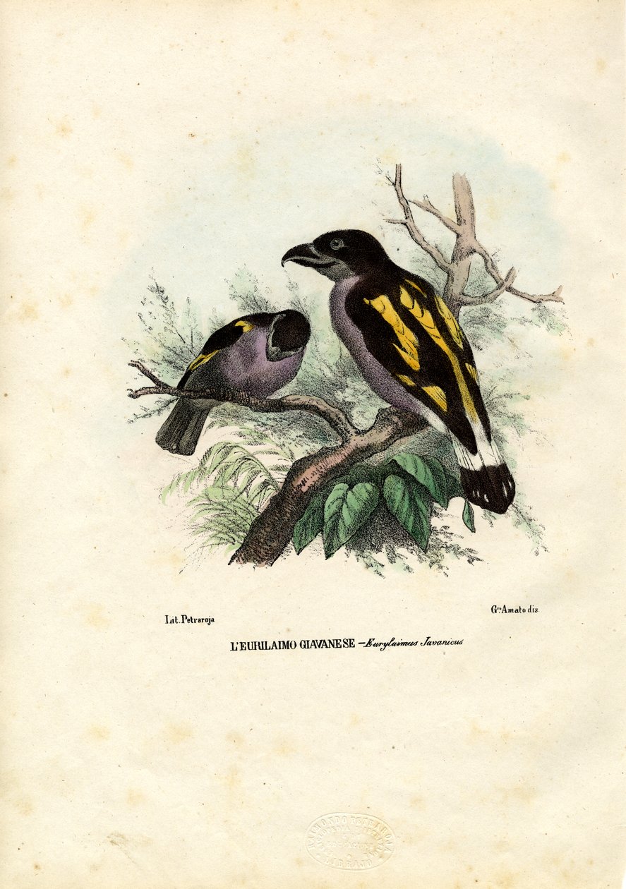 Broadbills，1863-79 作者 雷蒙多·彼得罗亚