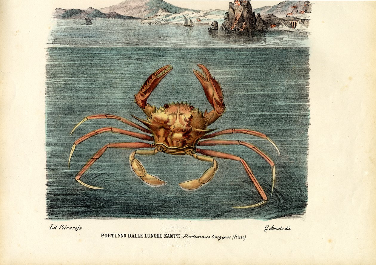 甲壳类动物，1863-79 作者 雷蒙多·彼得罗亚