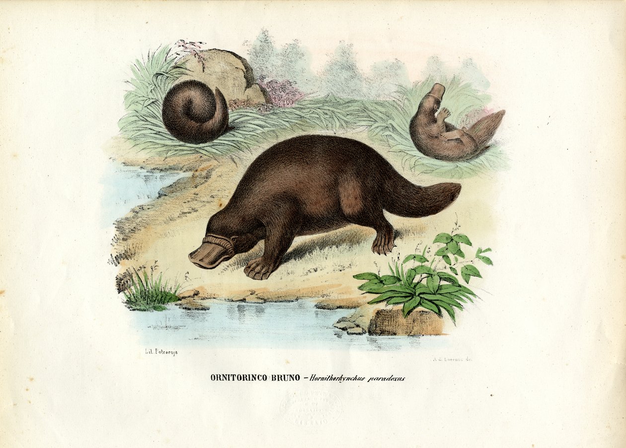 Duck-Billed Platypus，1863-79 作者 雷蒙多·彼得罗亚