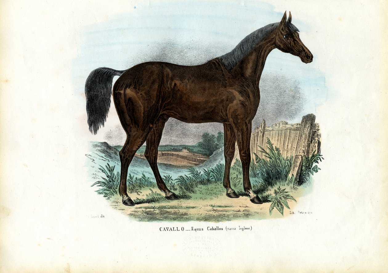 英国马，1863-79 作者 雷蒙多·彼得罗亚